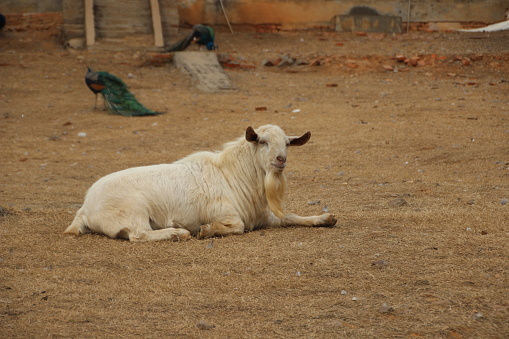 A closeup shot of the white goat lying on the ground in the farm