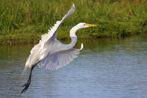 A photo of a white egret flying over water, Myakka River State Park, Florida