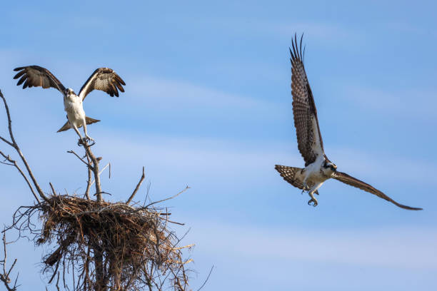 istock Photo of two ospreys in flight, nesting season, Bradenton, Florida 1453577201