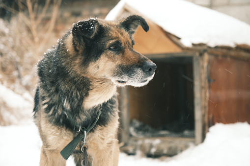 Watchdog is watching the yard in winter