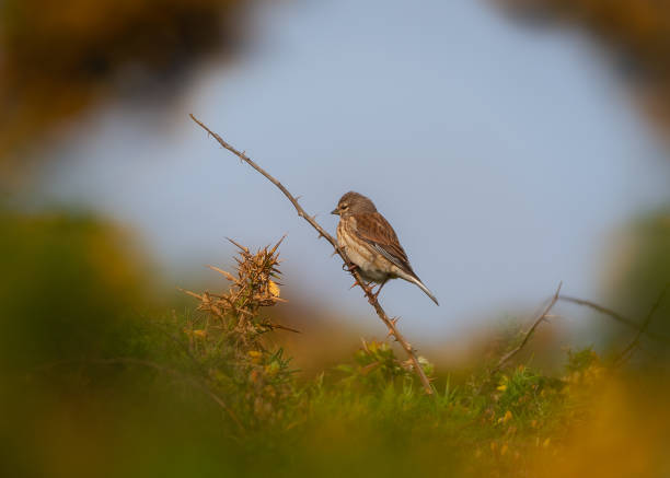 istock Shallow focus shot of sparrow sitting on tree branch 1453577367