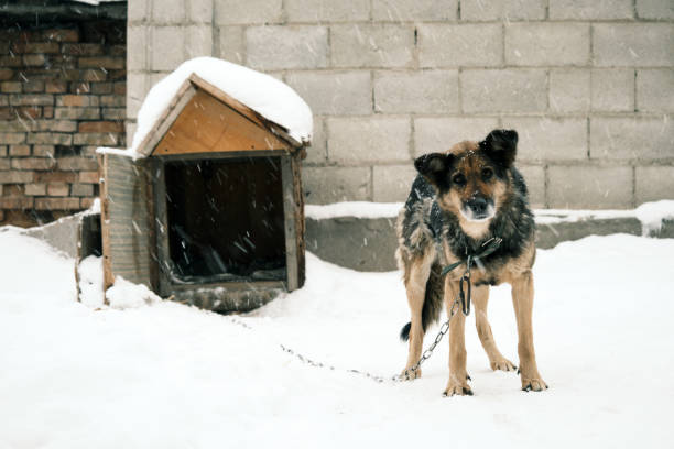 Watchdog is watching the yard in winter
