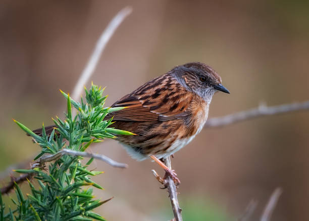 istock Shallow focus close-up of sparrow sitting on tree branch 1453577563