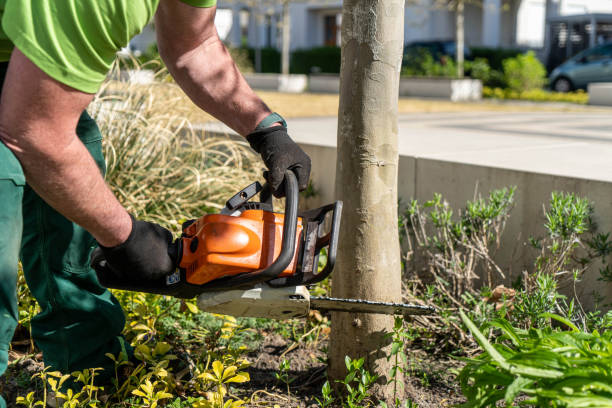 istock Closeup of male hands cutting a tree with a chainsaw 1453577580