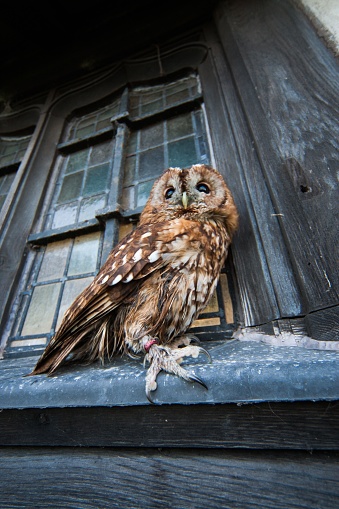 istock Vertical shot of a Tawney Owl on the windowsill of an old building 1453577713