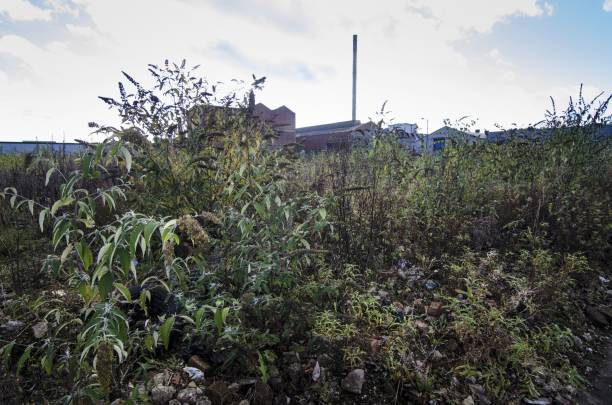 istock Overgrown brownfield land 1453578162
