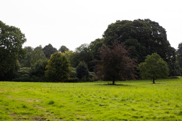 istock Green field near the forest during the daytime 1453579075