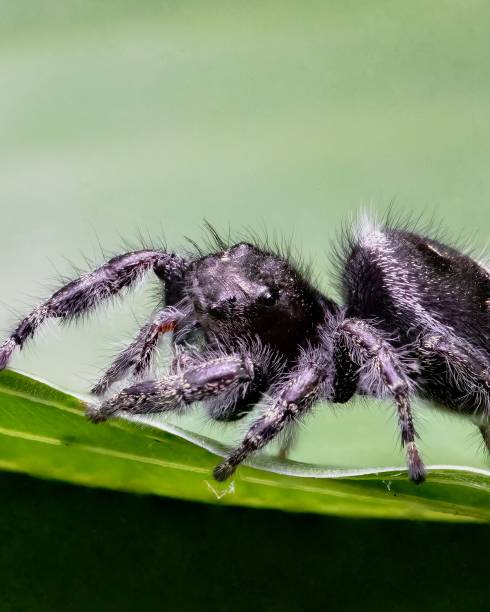 istock Closeup shot of a jumping spider (Phidippus audax) on a green leaf 1453579121