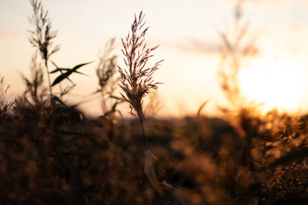 istock Closeup shot of grass during the sunset 1453579234