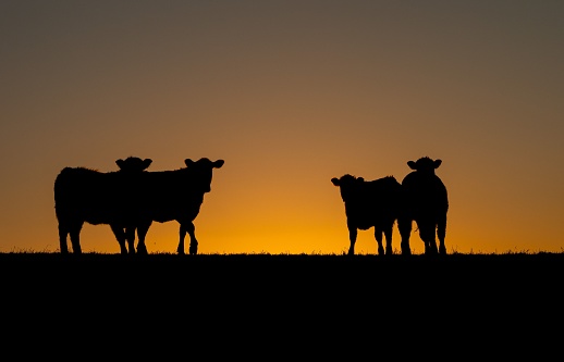 A silhouette of cows on the hill at sunset