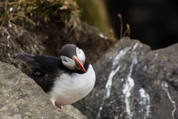 istock Closeup shot of a wild puffin perched on rocks 1453579343