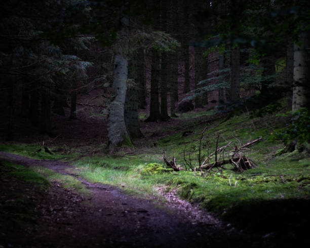 istock Moody forest with green grass during a cloudy day 1453579489