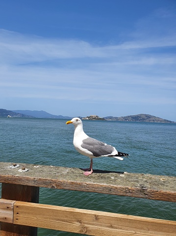 A vertical shot of a seagull (Larinae) resting on the wooden fence with the sea and mountains in the background