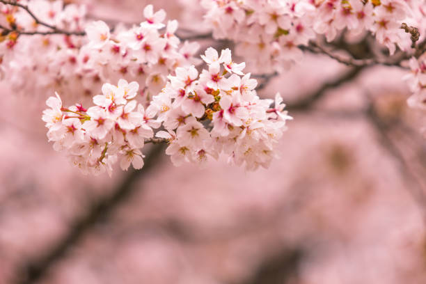 istock Beautiful shot of a cherry blossom 1453580036