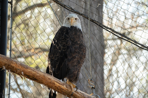 A bald eagle perched on a wooden twig in the cage in the zoo