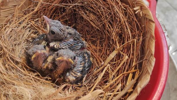 둥지에 아기 새들 - dependency animal nest robin bird 뉴스 사진 이미지