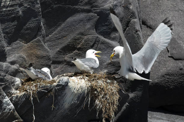 Black-legged kittiwake bird feeding its chicks in the nest on rocky cliff on a sunny day, Iceland A beautiful shot of black-legged kittiwake bird feeding its chicks in the nest on rocky cliff on a sunny day, somewhere in Iceland fulmar stock pictures, royalty-free photos & images