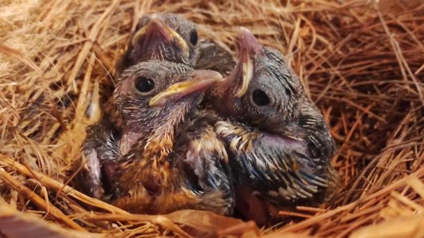 istock Baby birds on the nest 1453580755