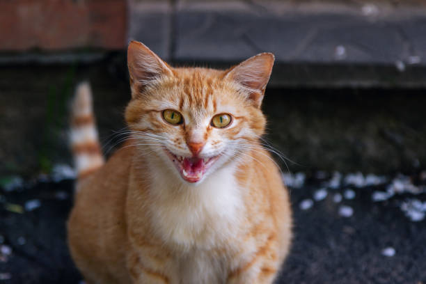 istock Close up cute red cat with green eyes 1453581168