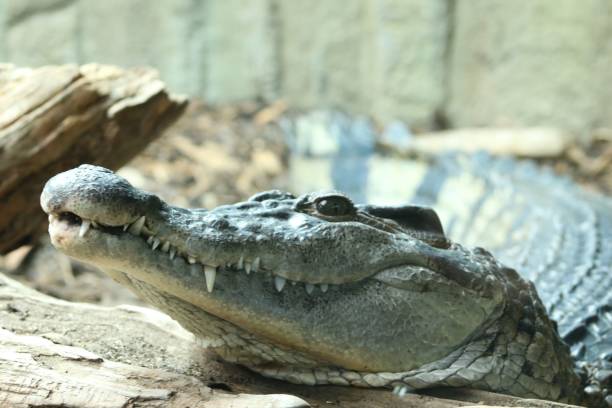 istock Crocodile resting on the blurred background in a zoo cage during the daytime 1453581897