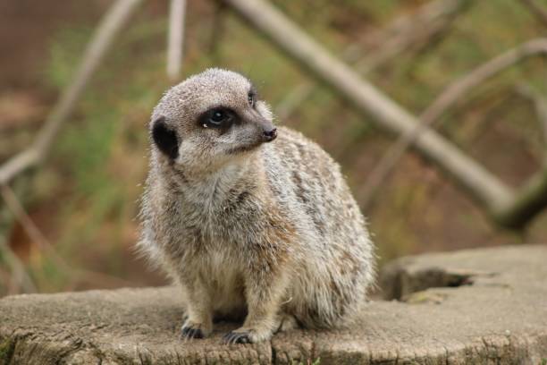 istock Cute Meerkat (Suricata suricatta) resting on a tree stump in a zoo cage on the blurred background 1453581946