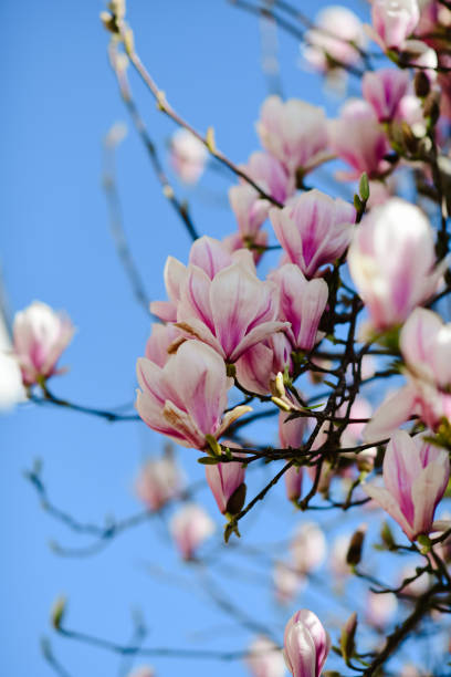istock Selective of blooming magnolia against the blue sky 1453582141
