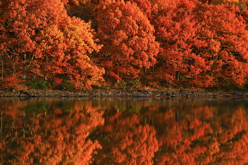 autumn leaves and fog