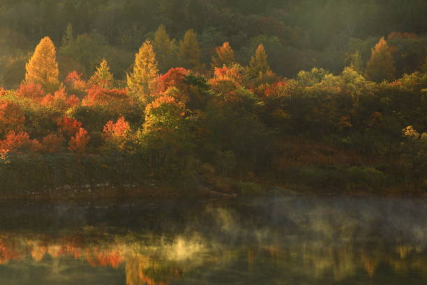 istock autumn leaves and fog 1453582363