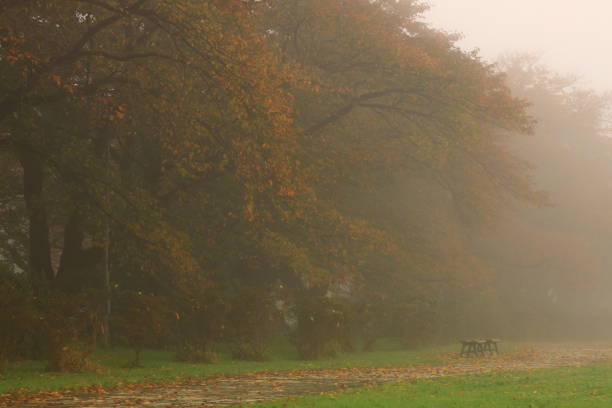 Path in the middle of the forest with fog