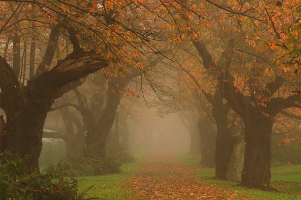 istock autumn leaves and fog 1453582504