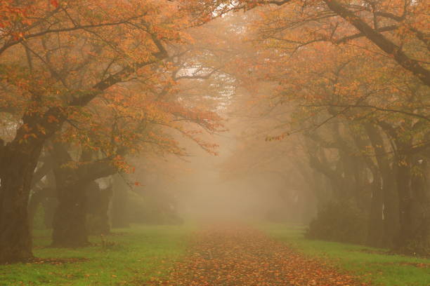 istock autumn leaves and fog 1453582538