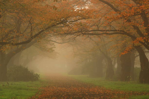 istock autumn leaves and fog 1453582540