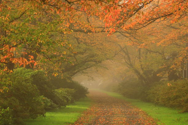 istock autumn leaves and fog 1453582542
