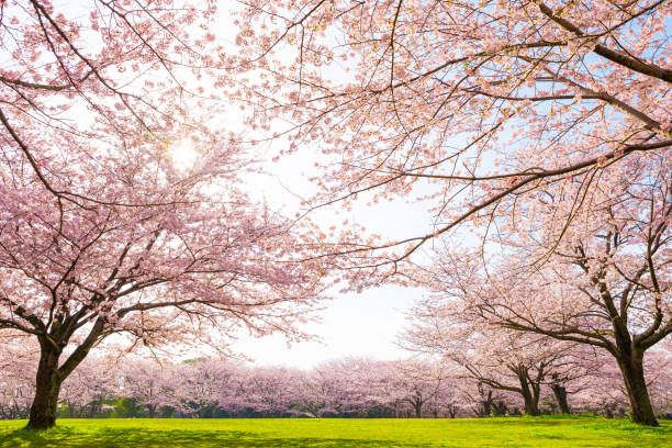 istock Cherry blossoms in full bloom and park scenery 1453584575