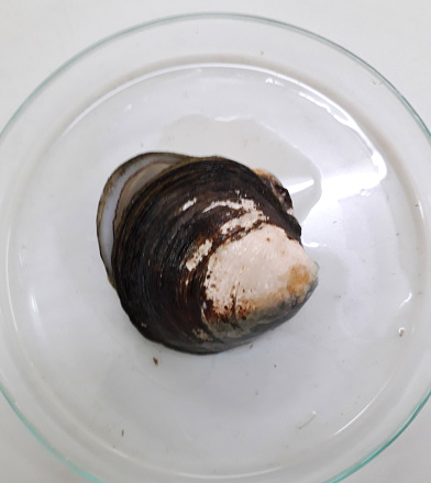 Galoina coaxans bivalve shell sample
