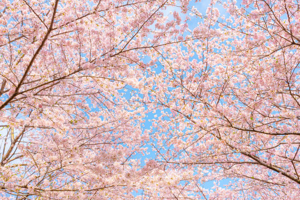 istock Cherry blossoms in full bloom and blue sky 1453585213