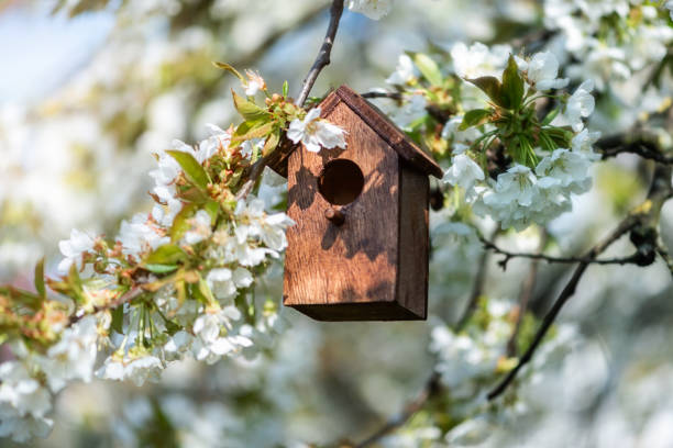 istock Birdhouse in spring with blossom cherry flower 1453587673