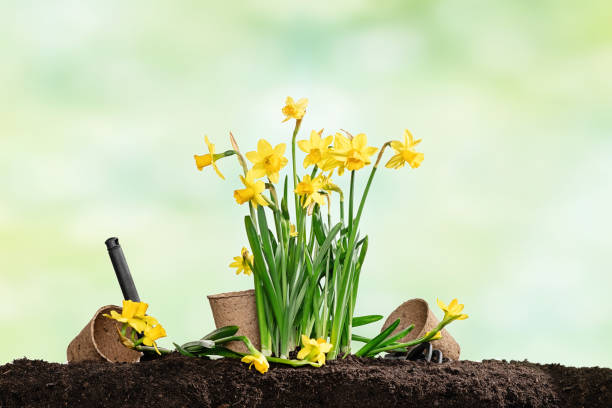 istock Potted narcissus flower on table with green bokeh background 1453589558