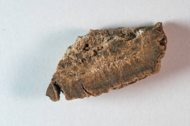 istock chinese medicine Chinese rhubarb root on white background 1453590239