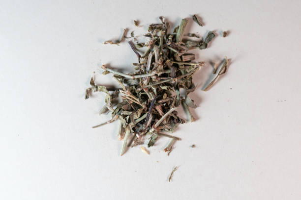 Polygonum aviculare