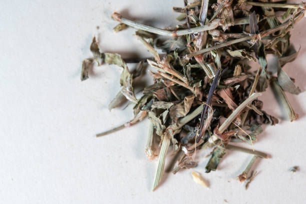istock chinese medicine Polygonum aviculare on white background 1453590323