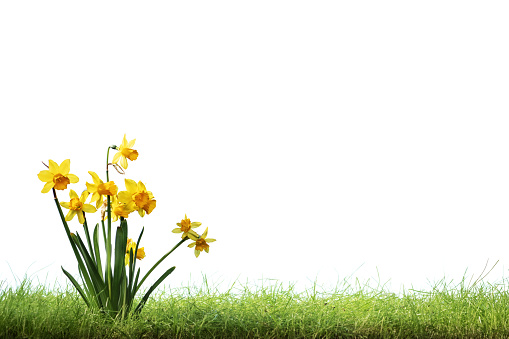Narcissus flower on moss ground isolated on white