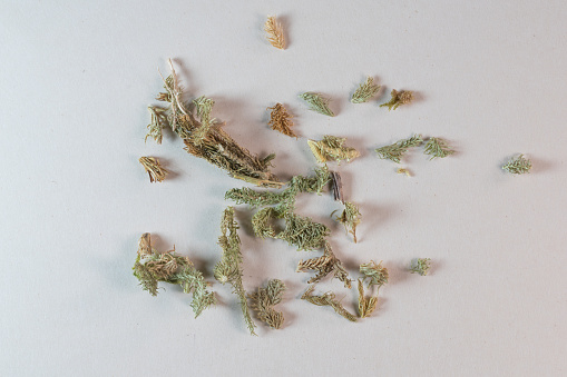 Common clubmoss herb, lycopodium clavatum