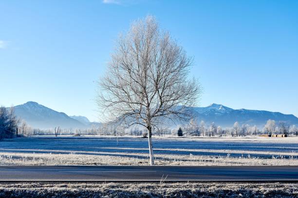 istock Lone dry tree in an empty field surrounded by mountains under a clear sky on a cold winter morning 1453590513