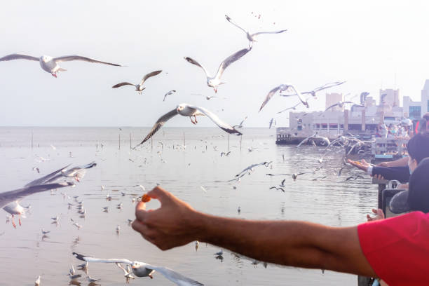 istock Feed Seagulls At Bang Pu Recreation Cente 1453591051