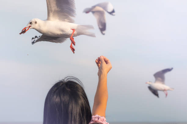 Seagulls feeding on the beach.