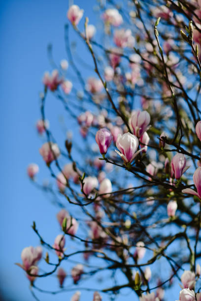 istock Selective of blooming magnolia against the blue sky 1453591432
