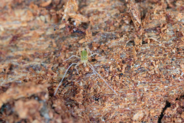 Linopode - linopodes motatorius, a really small creature of mites can occur in the forest. A spider mite under the bark of a tree Linopode - linopodes motatorius, a really small creature of mites can occur in the forest. A spider mite under the bark of a tree collembola stock pictures, royalty-free photos & images