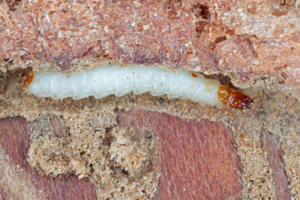 a larva of the ant beetle (thanasimus formicarius). cleridae under the bark of a dead tree. - formicarius imagens e fotografias de stock