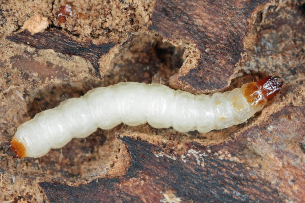 larwa mrówki (thanasimus formicarius). cleridae pod korą martwego drzewa. - formicarius zdjęcia i obrazy z banku zdjęć